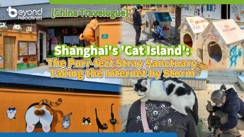 [China Travelogue] Shanghai's 'Cat Island': The Purr-fect Stray Sanctuary Taking the Internet by Storm