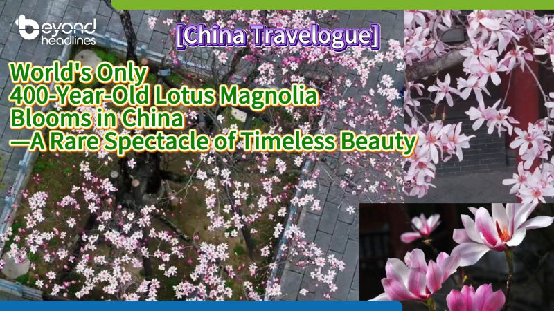 [China Travelogue] World’s Only 400-Year-Old Lotus Magnolia Blooms in China—A Rare Spectacle of Timeless Beauty