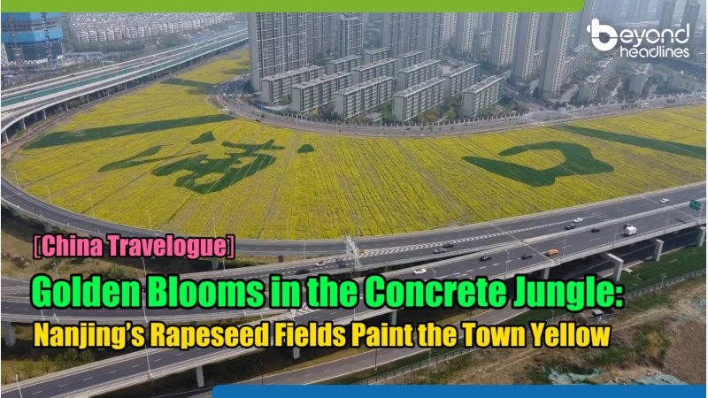 [China Travelogue] Golden Blooms in the Concrete Jungle: Nanjing’s Rapeseed Fields Paint the Town Yellow