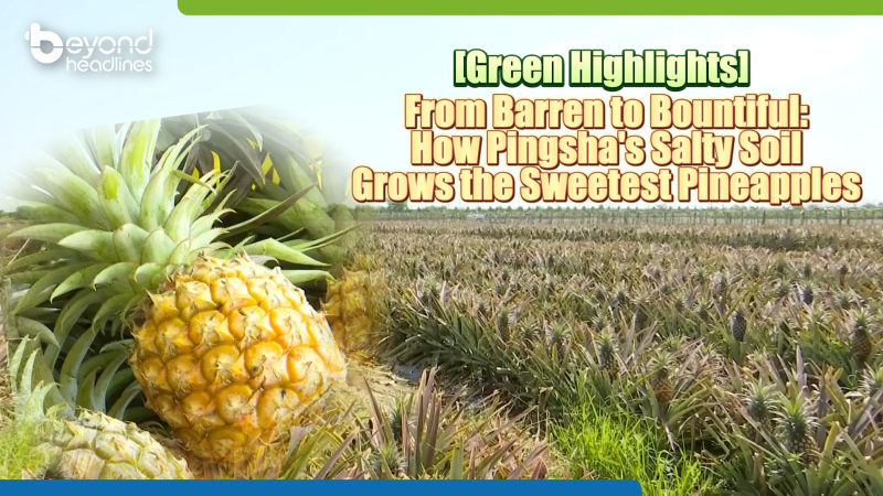 [Green Highlights] From Barren to Bountiful: How Pingsha’s Salty Soil Grows the Sweetest Pineapples