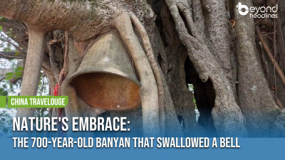 [China Travelogue] Nature's Embrace: The 700-Year-Old Banyan That Swallowed a Bell