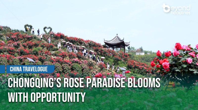 [China Travelogue] Chongqing's Rose Paradise Blooms with Opportunity
