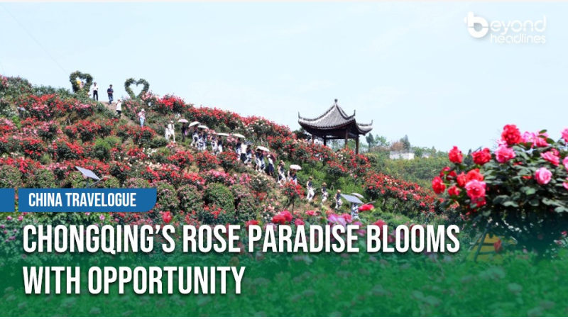 [China Travelogue] Chongqing's Rose Paradise Blooms with Opportunity