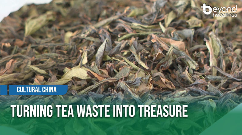 [Cultural China] Turning Tea Waste into Treasure