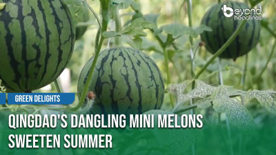 [Green Delights] Qingdao's Dangling Mini Melons Sweeten Summer