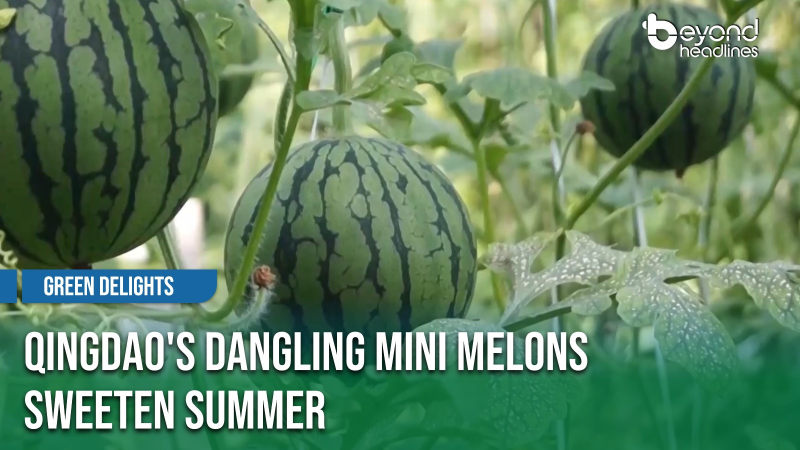 [Green Delights] Qingdao's Dangling Mini Melons Sweeten Summer