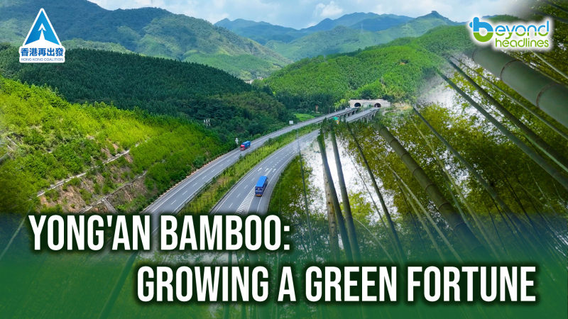 Yong'an Bamboo: Growing a Green Fortune