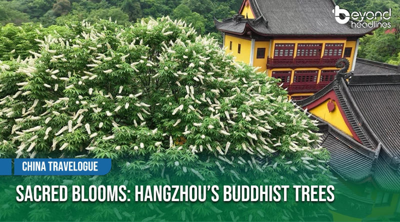 [China Travelogue] Sacred Blooms: Hangzhou’s Buddhist Trees