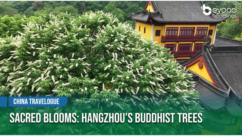 [China Travelogue] Sacred Blooms: Hangzhou’s Buddhist Trees
