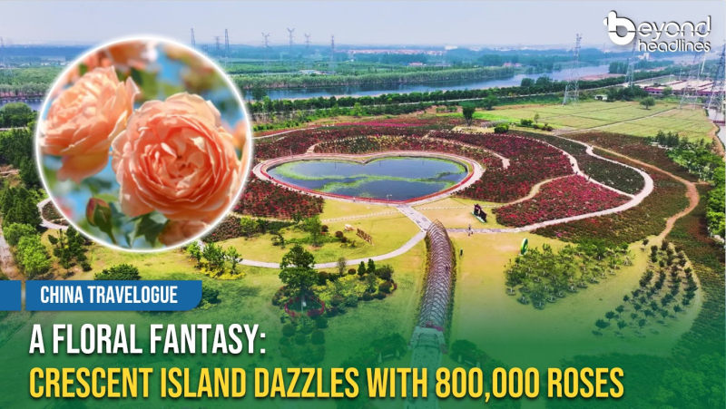 [China Travelogue] A Floral Fantasy: Crescent Island Dazzles with 800,000 Roses