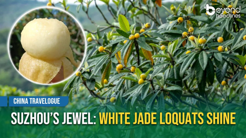 [China Travelogue] Suzhou’s Jewel: White Jade Loquats Shine