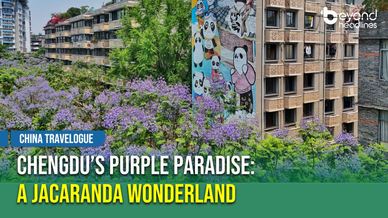 [China Travelogue] Chengdu’s Purple Paradise: A Jacaranda Wonderland