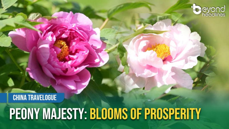 [China Travelogue] Peony Majesty: Blooms of Prosperity
