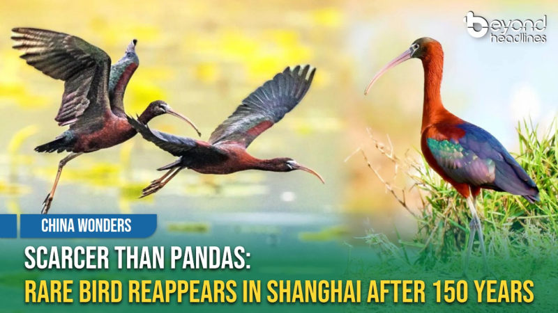[China Wonders] Scarcer Than Pandas: Rare Bird Reappears in Shanghai After 150 Years