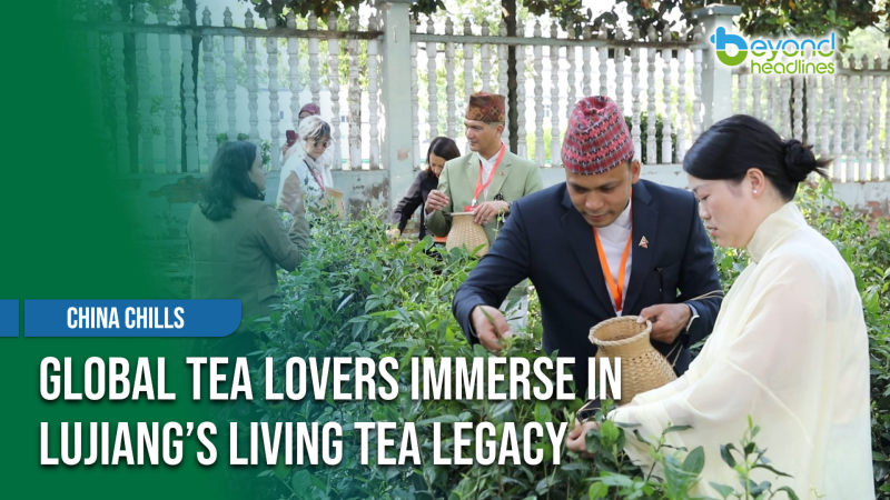 [China Chills] Global Tea Lovers Immerse in Lujiang’s Living Tea Legacy