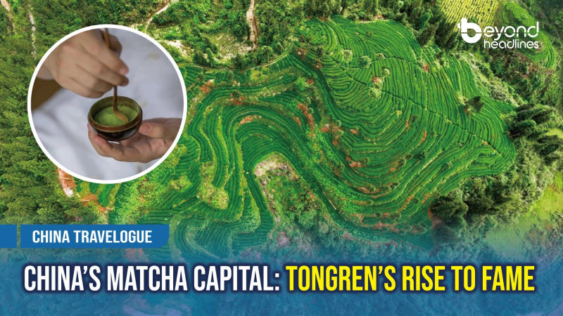 [China Travelogue] China’s Matcha Capital: Tongren’s Rise to Fame