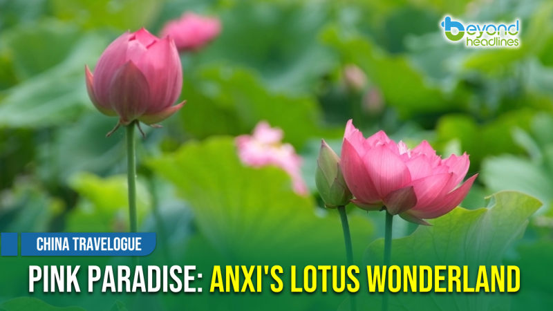 [China Travelogue] Pink Paradise: Anxi's Lotus Wonderland