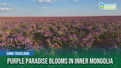 [China Travelogue] Purple Paradise Blooms in Inner Mongolia