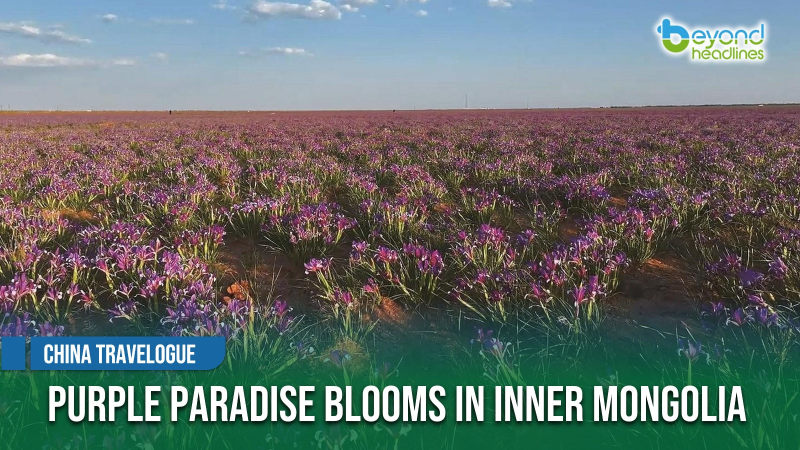 [China Travelogue] Purple Paradise Blooms in Inner Mongolia
