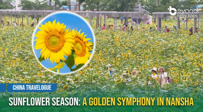 [China Travelogue] Sunflower Season: A Golden Symphony in Nansha