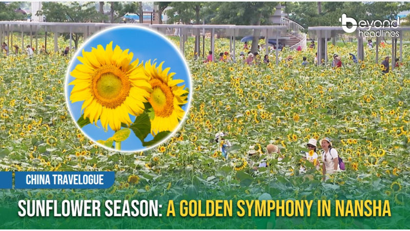 [China Travelogue] Sunflower Season: A Golden Symphony in Nansha