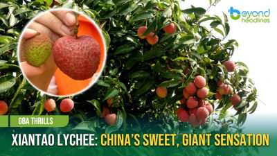 [GBA Thrills] Xiantao Lychee: China’s Sweet, Giant Sensation