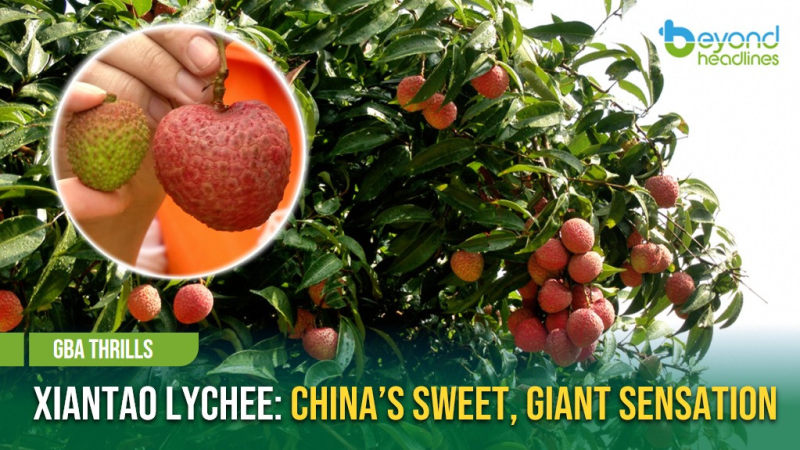 [GBA Thrills] Xiantao Lychee: China’s Sweet, Giant Sensation