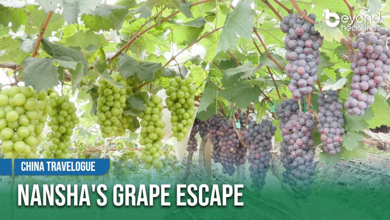 [China Travelogue] Nansha's Grape Escape