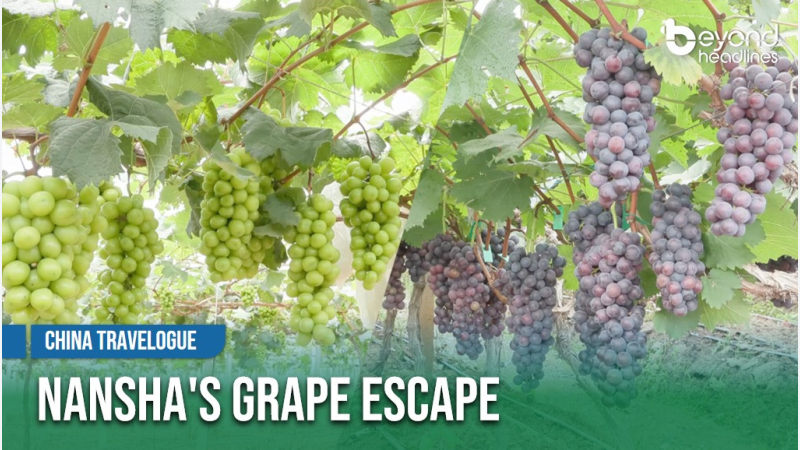 [China Travelogue] Nansha's Grape Escape