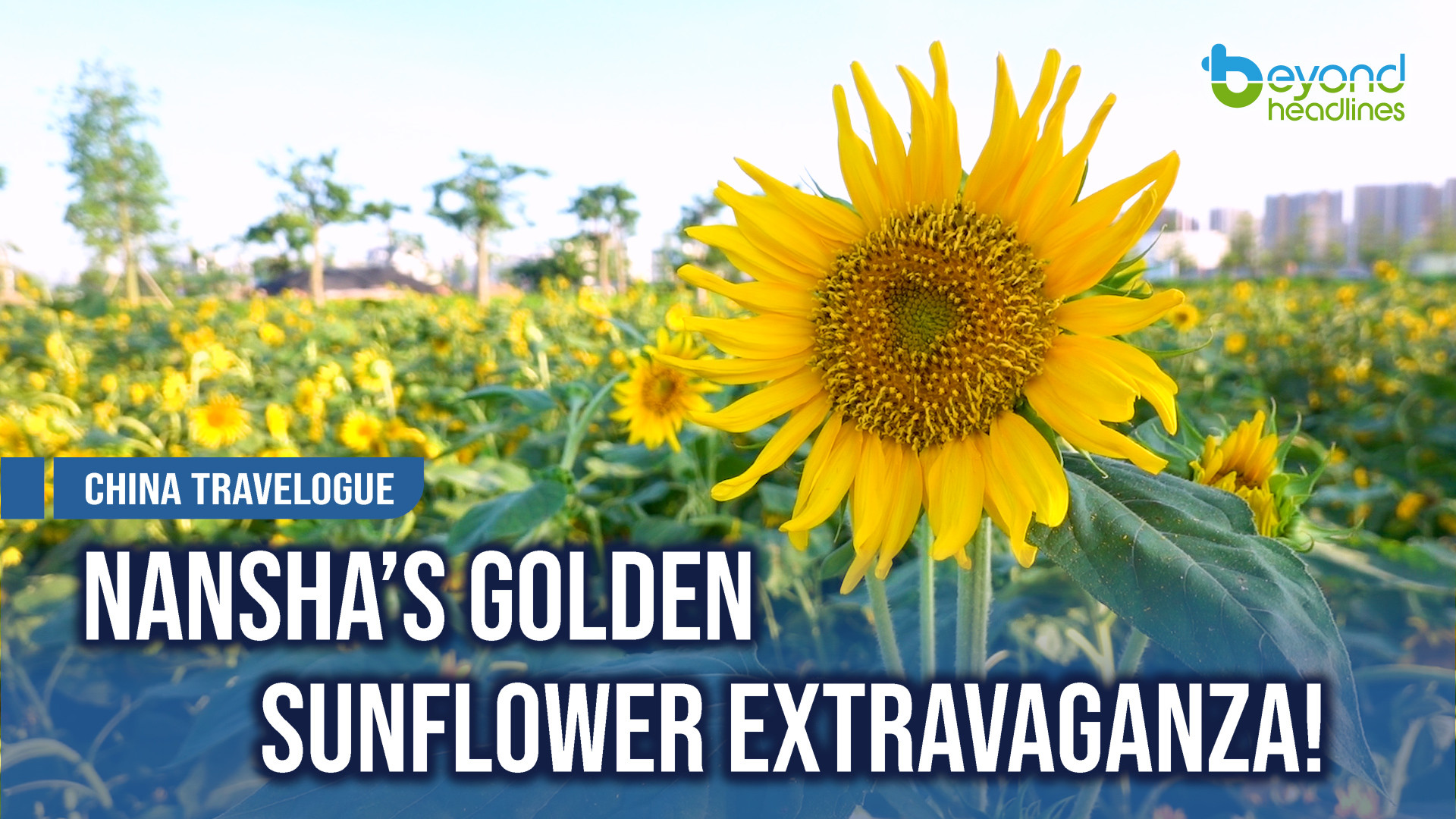 [China Travelogue] Nansha’s Golden Sunflower Extravaganza!