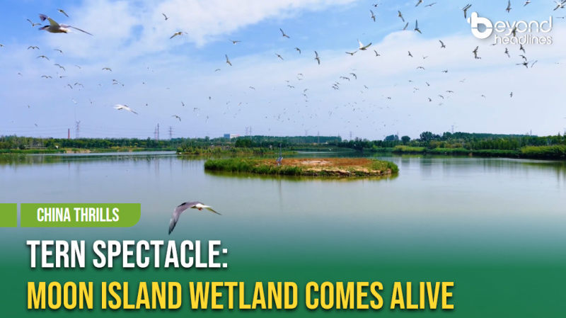 [China Thrills] Tern Spectacle: Moon Island Wetland Comes Alive