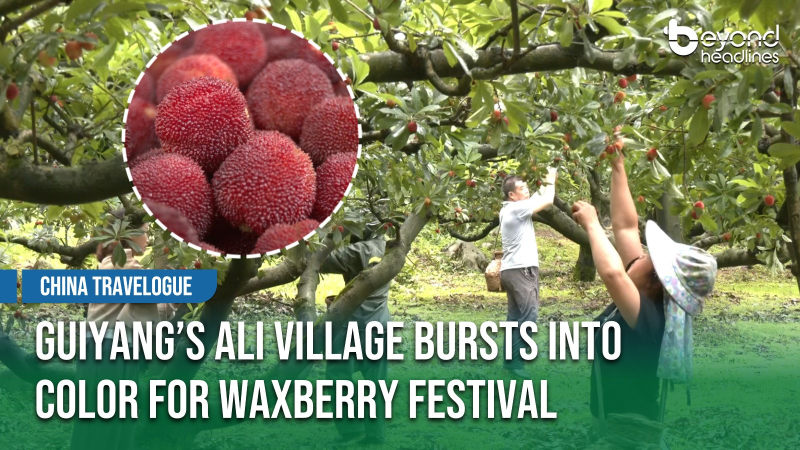 [China Travelogue] Guiyang’s Ali Village Bursts into Color for Waxberry Festival