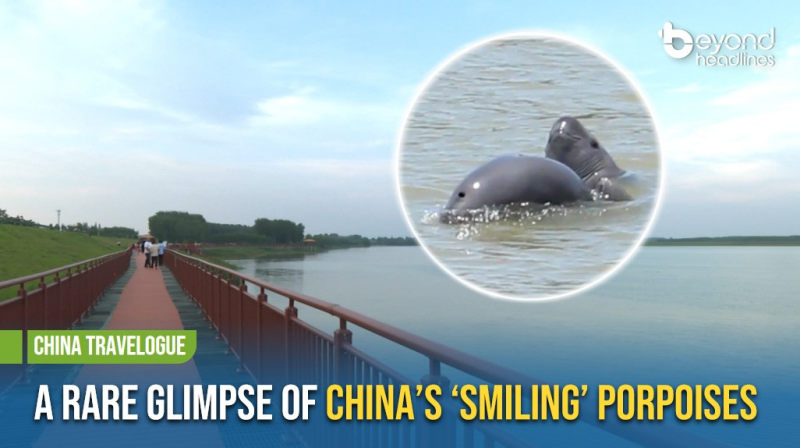 [China Travelogue] A Rare Glimpse of China’s ‘Smiling’ Porpoises
