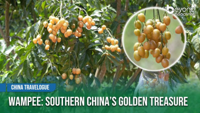 [China Travelogue] Wampee: Southern China’s Golden Treasure