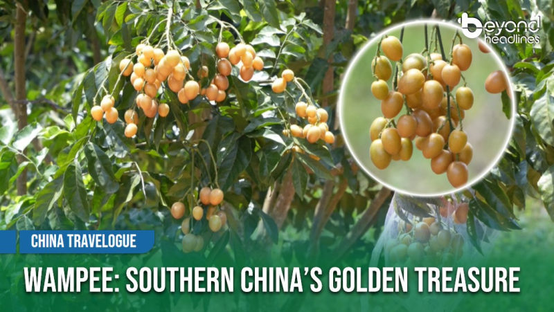 [China Travelogue] Wampee: Southern China’s Golden Treasure