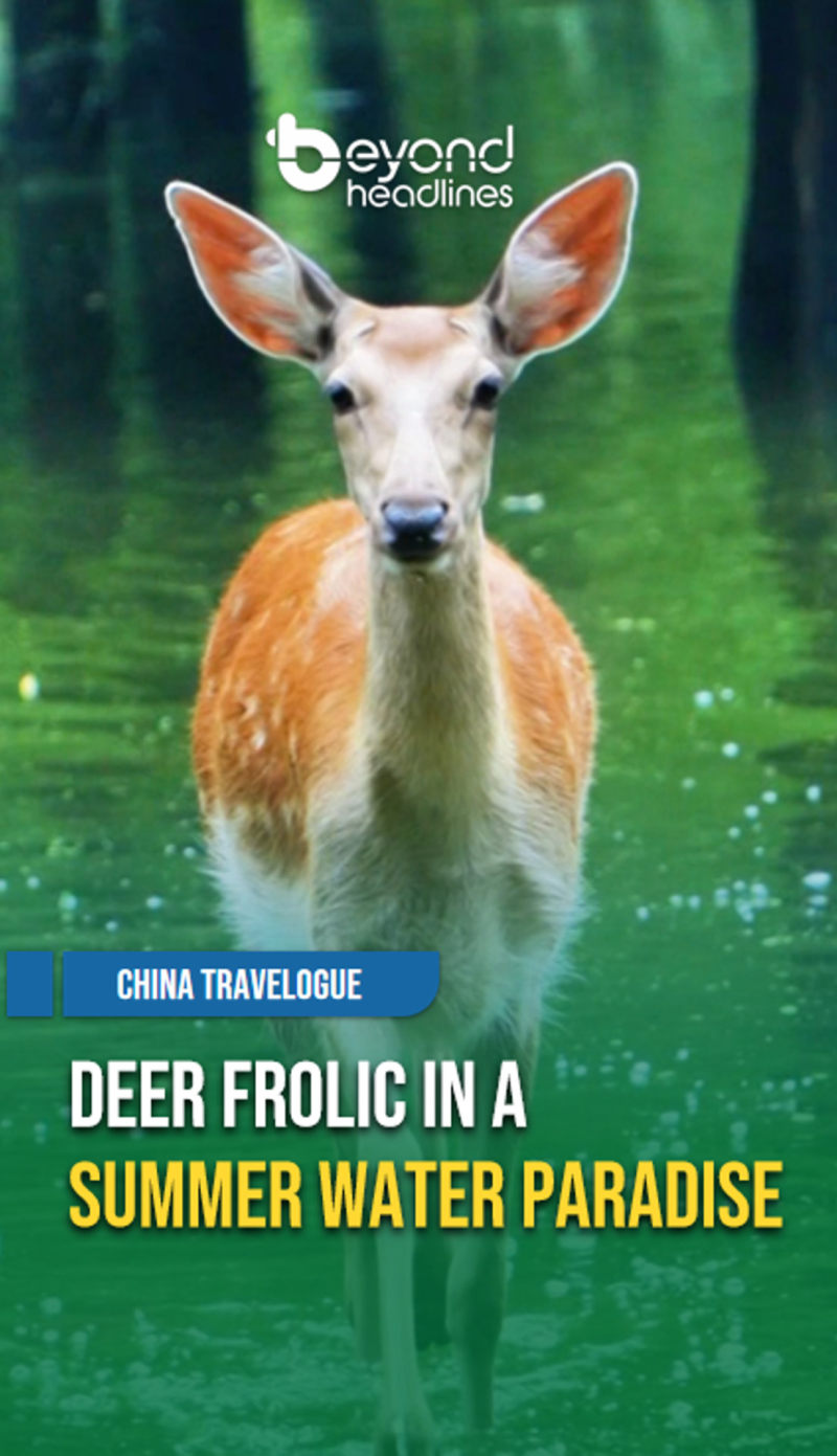 [China Travelogue] Deer Frolic in a Summer Water Paradise