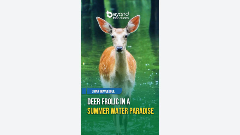 [China Travelogue] Deer Frolic in a Summer Water Paradise