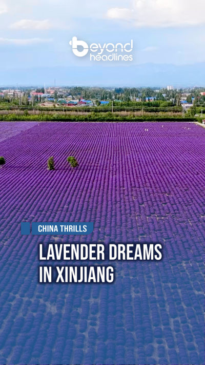 [China Thrills] Lavender Dreams in Xinjiang