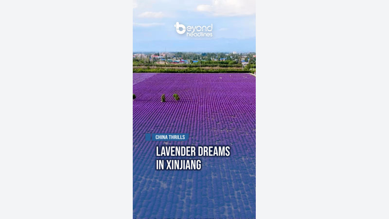 [China Thrills] Lavender Dreams in Xinjiang