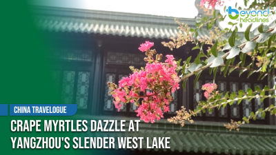 [China Travelogue] Crape Myrtles Dazzle at Yangzhou's Slender West Lake