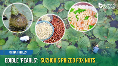 [China Thrills] Edible ‘Pearls’: Suzhou’s Prized Fox Nuts