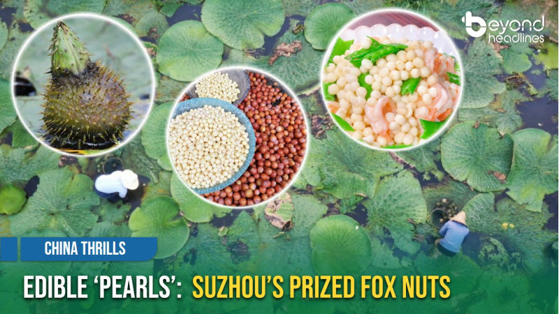 [China Thrills] Edible ‘Pearls’: Suzhou’s Prized Fox Nuts