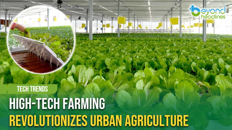 [Tech Trends] High-Tech Farming Revolutionizes Urban Agriculture
