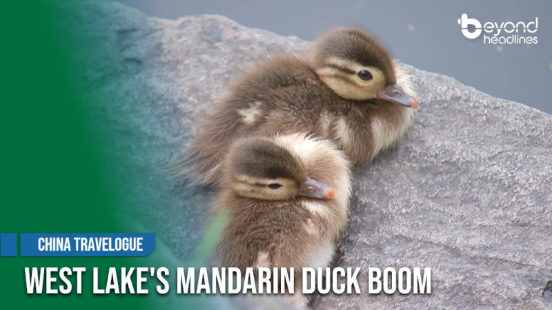 [China Travelogue] West Lake's Mandarin Duck Boom