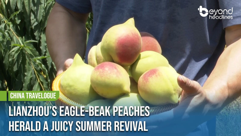 [China Travelogue] Lianzhou’s Eagle-Beak Peaches Herald a Juicy Summer Revival