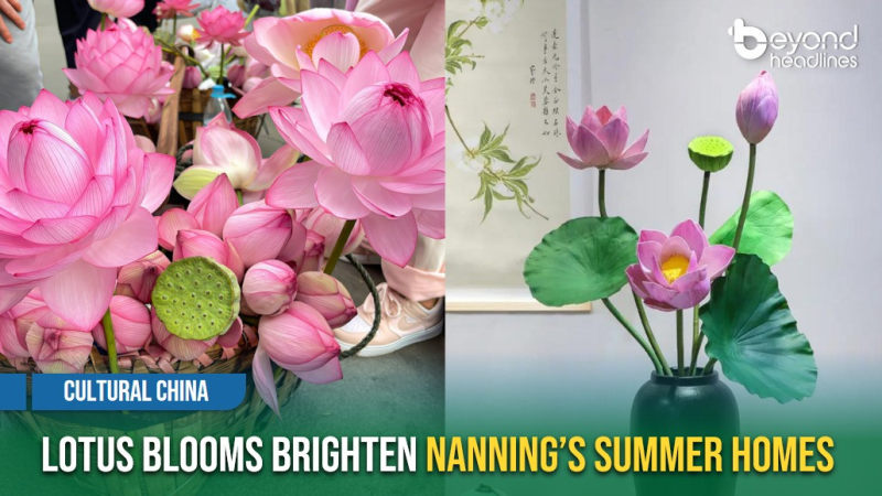 [Cultural China] Lotus Blooms Brighten Nanning’s Summer Homes