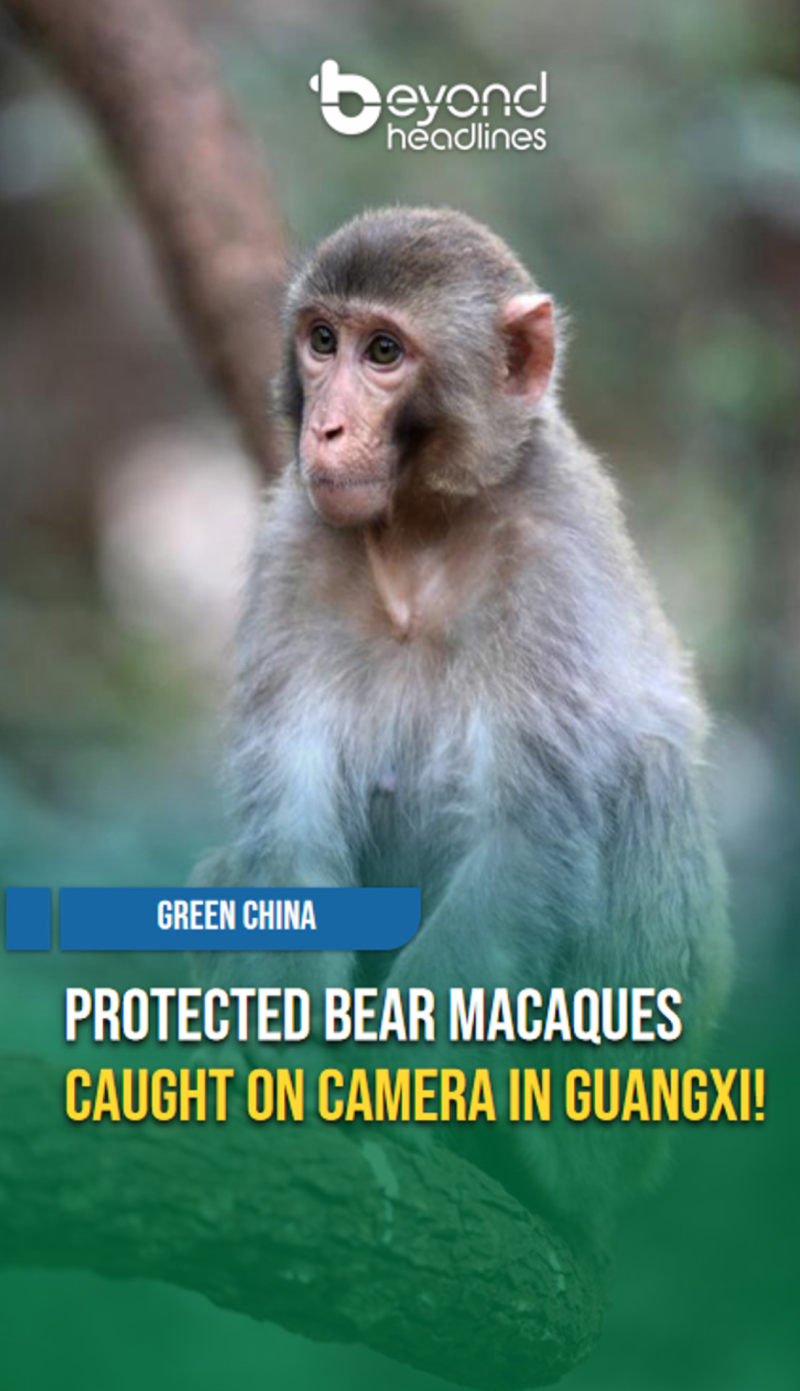 [Green China] Protected Bear Macaques Caught on Camera in Guangxi!