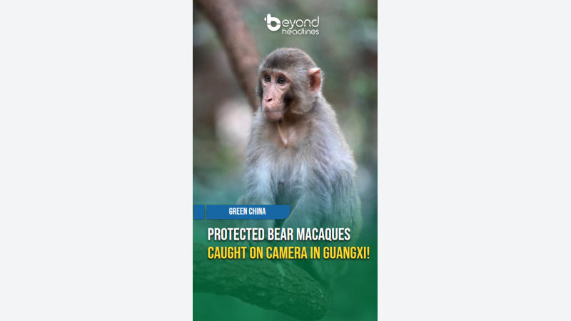 [Green China] Protected Bear Macaques Caught on Camera in Guangxi!