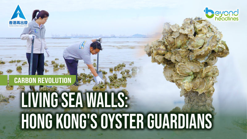 [Carbon Revolution] Living Sea Walls: Hong Kong's Oyster Guardians