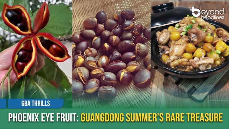 [GBA Thrills] Phoenix Eye Fruit: Guangdong Summer’s Rare Treasure